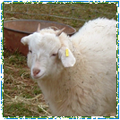 Angora Goat