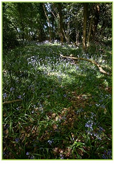 Flora and Fauna