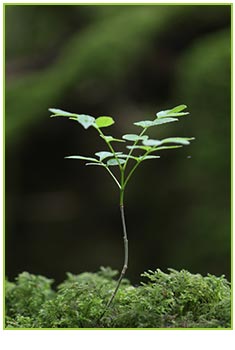 Courses at Puzzlewood