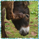 Donkeys
