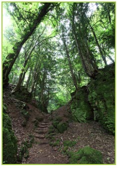 Gulley