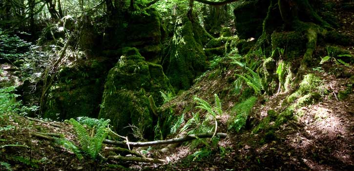 Puzzlewood