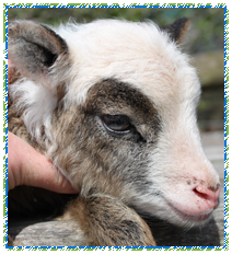 Lambing Time at Puzzlewood