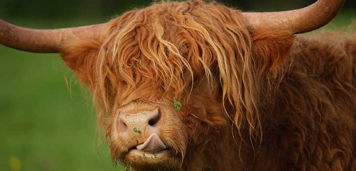 Meet the Puzzlewood Animals