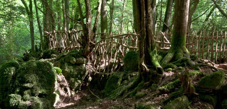 Puzzlewood Opening Times