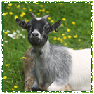 Pygmy Goats