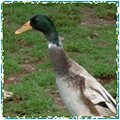 Runner Ducks