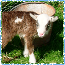 Soay Lambs