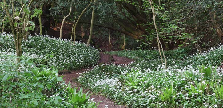 The Wood