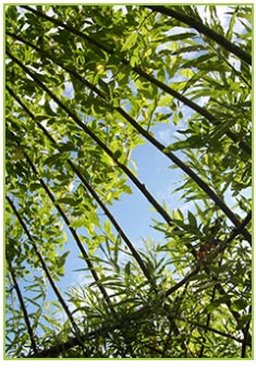 Willow Maze