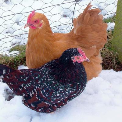 Chickens at Puzzlewood